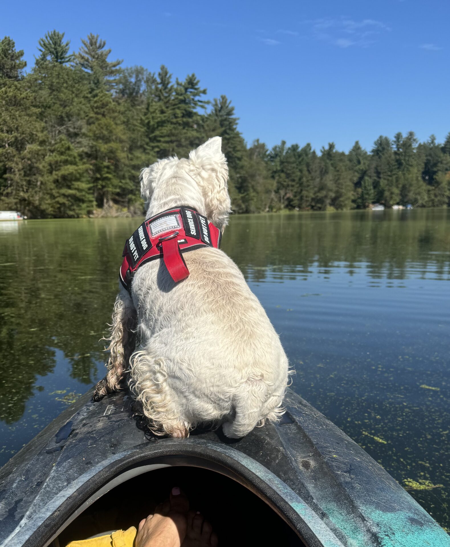 Dude the Kayaking Westie