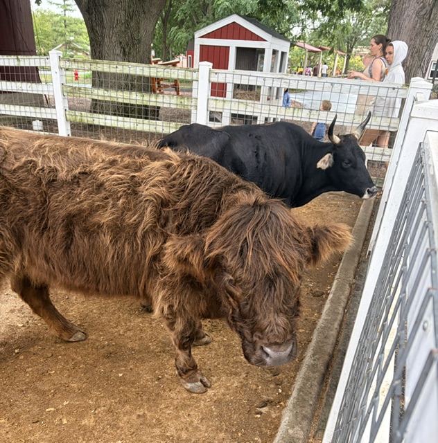 The fancy cows of Blackberry Farm